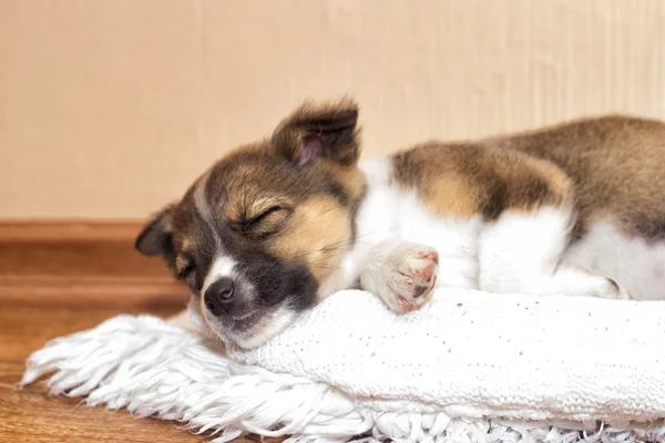 Pequeno cachorro dormindo — Fotografia de Stock