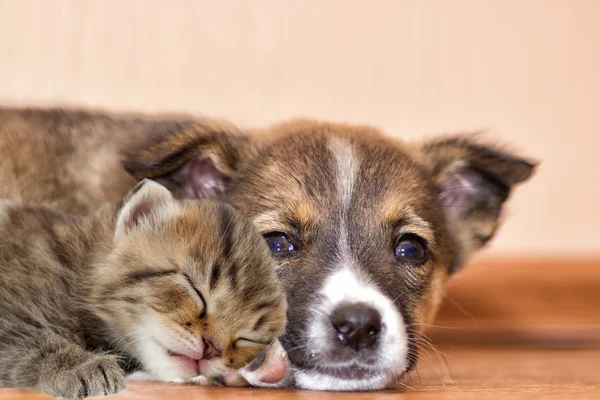 puppy and kitten