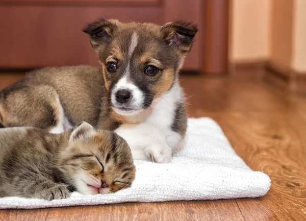 Puppy and kitten — Stock Photo, Image