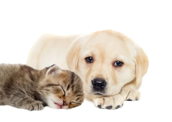 Puppy and kitten — Stock Photo, Image