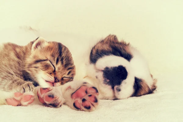 Puppy and kitten — Stock Photo, Image