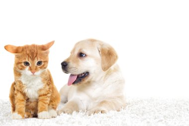 küçük yavru köpek ve kedi