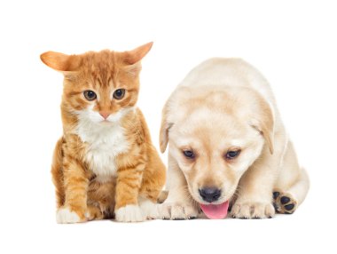komik labrador köpek ve kedi yavrusu