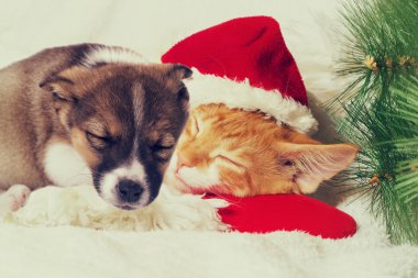 küçük yavru köpek ve kedi