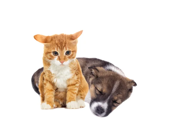 Cachorrinho e gatinho — Fotografia de Stock