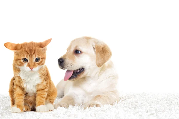 Little puppy and kitten — Stock Photo, Image