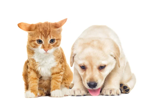 Смешной щенок лабрадор и котенок — стоковое фото