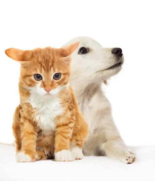 Маленький щенок и котенок — стоковое фото