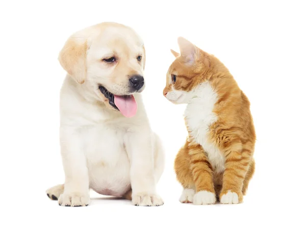 ラブラドール子犬と子猫 — ストック写真