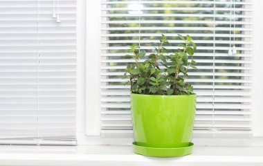 bir tencereye büyüyen nane bitki