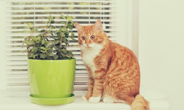 mint and cat clipart
