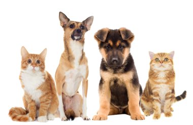 kedi ve köpek yavrusu 
