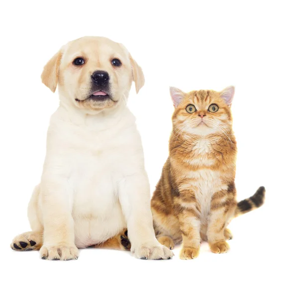 Gato y cachorro — Foto de Stock