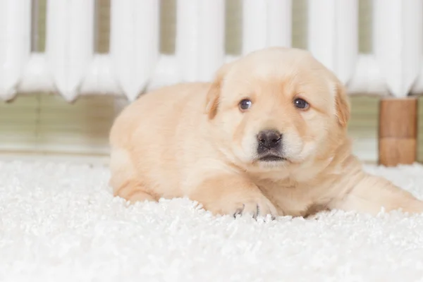 Little labrador puppy — Stock Photo, Image