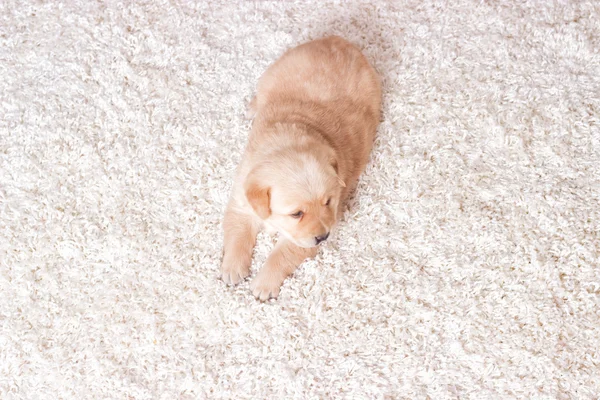 Pequeño cachorro labrador en una alfombra esponjosa — Foto de Stock