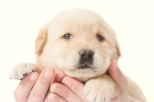 Little labrador puppy — Stock Photo, Image