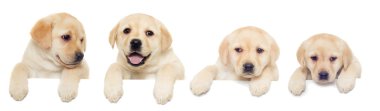 Labrador yavru, görünüyor