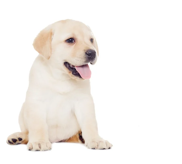 Labrador cachorro, mira — Foto de Stock