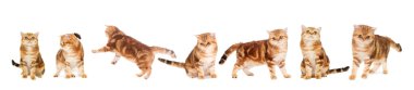 Beyaz arka plandaki kedi