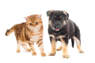kedi ve köpek yavrusu