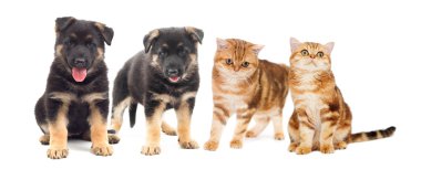 kedi ve köpek yavrusu