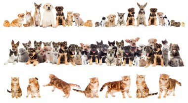 kedi ve köpek yavrusu 