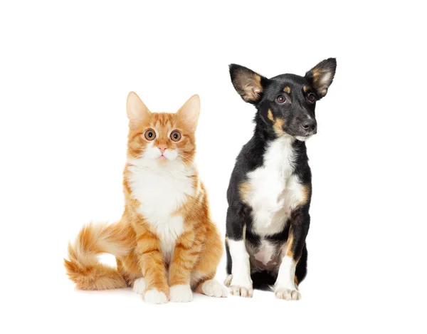 Cachorro y gatito viendo —  Fotos de Stock