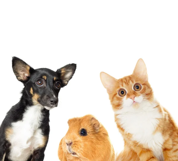 Köpek ve kedi izliyor