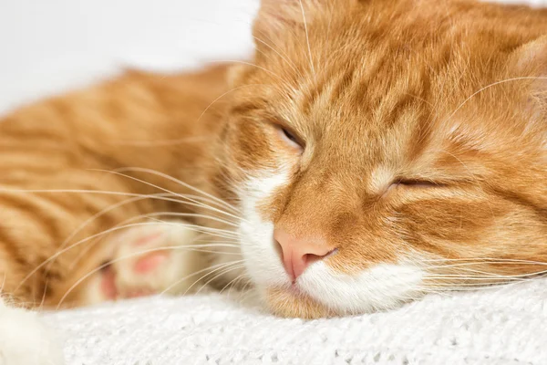 Un gatto dorme — Foto Stock