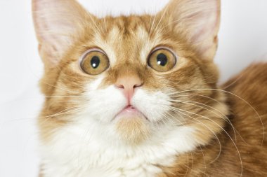 Kırmızı kedi izliyor