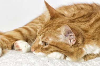 Kırmızı kedi izliyor