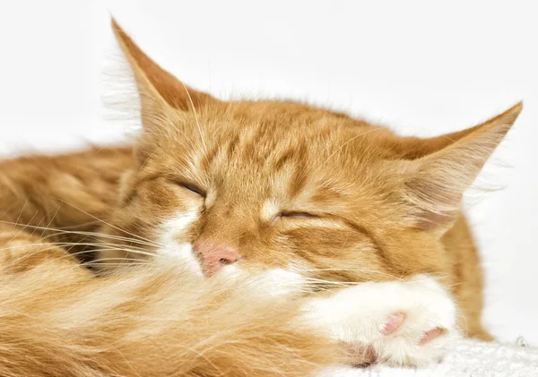 Kırmızı kedi izliyor