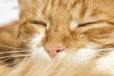 Kırmızı kedi uyuyor