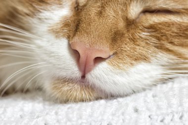 Namlu zencefil kedi