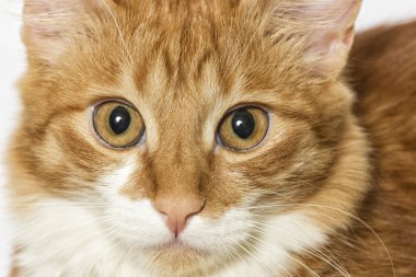 Kırmızı kedi izliyor