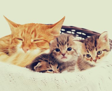 bir kedi ailesi