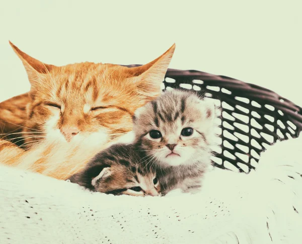 Una familia de gatos — Foto de Stock