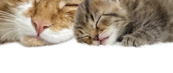 Kitten en kat; — Stockfoto