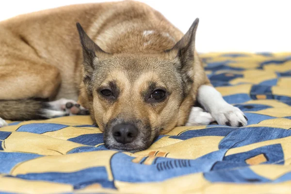 Kleiner Labrador-Welpe — Stockfoto