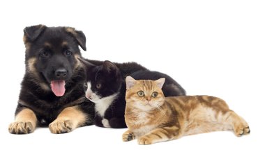 köpek ve kedi birlikte