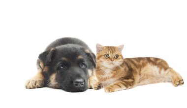köpek ve kedi birlikte