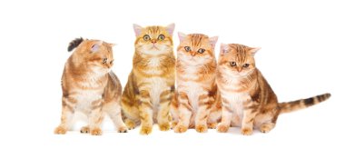 Beyaz arka plandaki kedi 