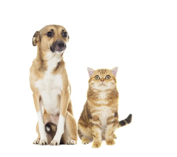 Κόκκινο σκύλο και γάτα φαίνεται — Φωτογραφία Αρχείου