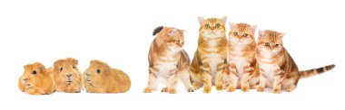 Beyaz arka plandaki kedi 