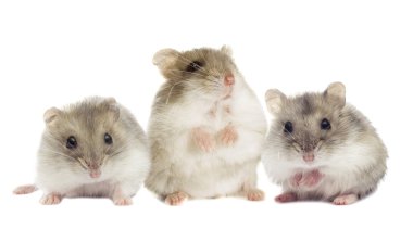 küçük Çungar hamster