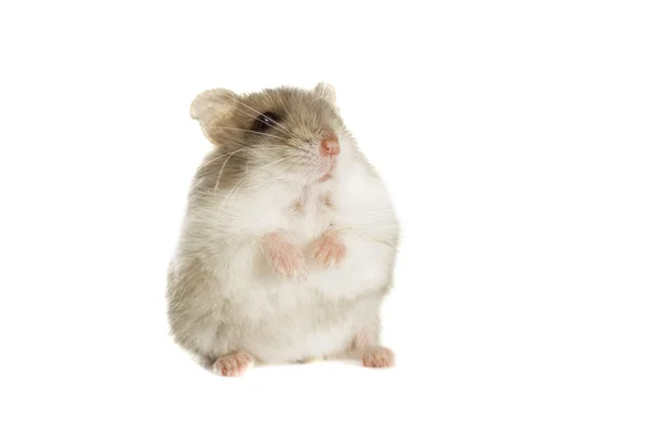 Pequeno hamster jungar — Fotografia de Stock