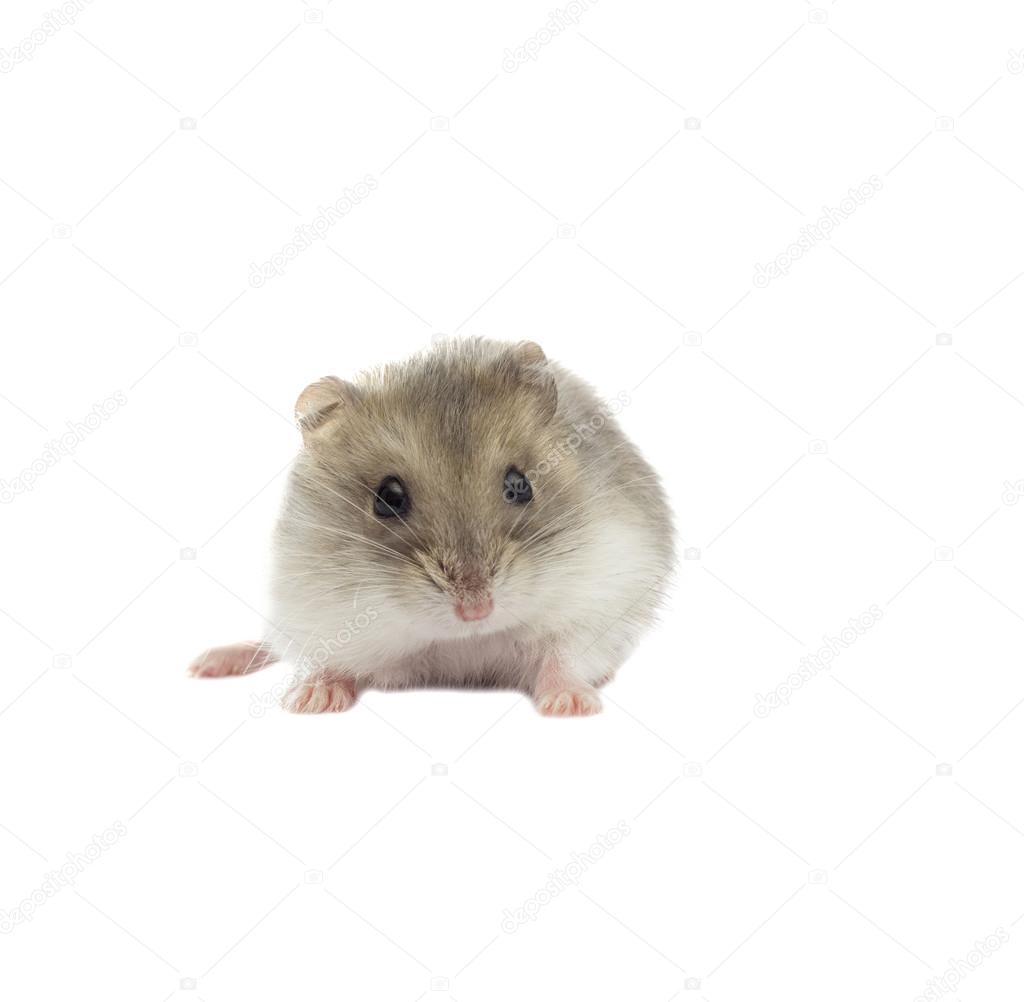 Small White Hamster On A White Background Stock Photo - Download