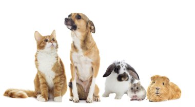 küçük Çungar hamster