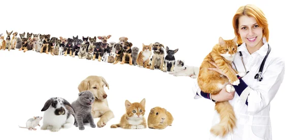 애완 동물의 집합 — 스톡 사진