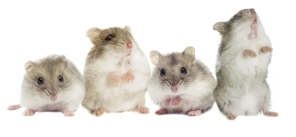 A small hamster — Stock Photo, Image